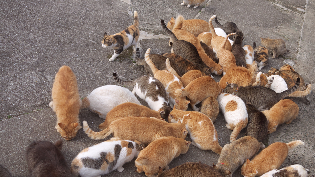 Nunu & Miao Studio: A Real-Life Cat Telenovela Turned Brand