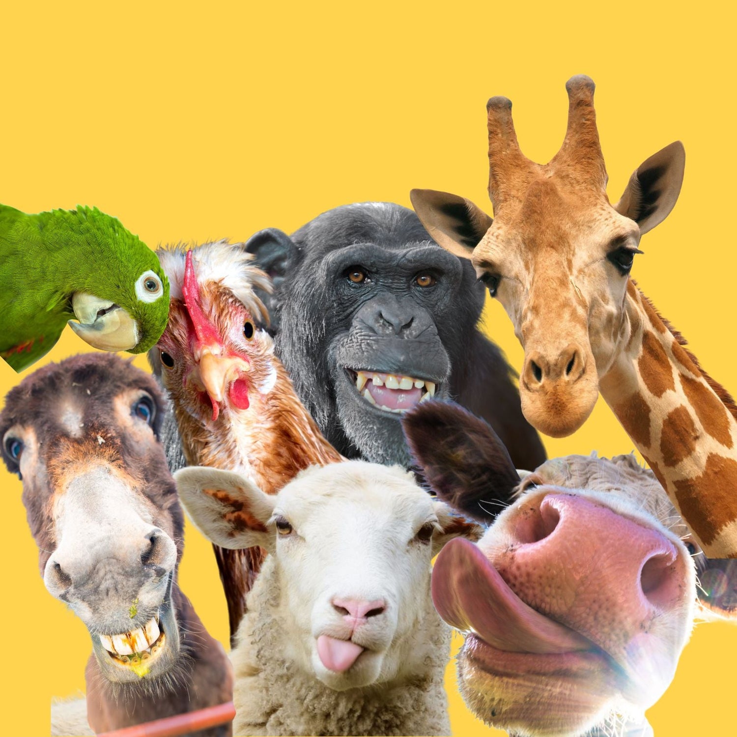 Fur the Less Fortunate Collection