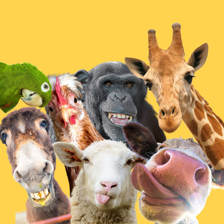 Fur the Less Fortunate Collection