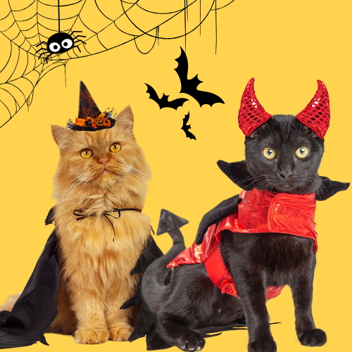 Halloween: Purr & Boo